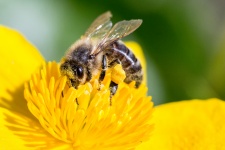 Bestäubende Biene