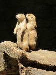 Prairie Dog Couple