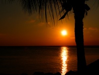 Oranje zonsondergang met palm en zee