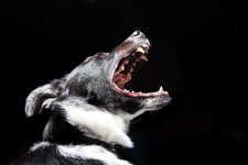 Cão com boca aberta