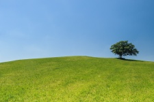 Árbol en una colina