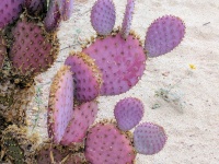 Cactus púrpura