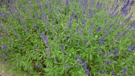 紫色德州野花