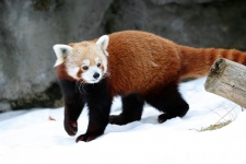 Красная панда