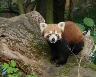 Panda rouge