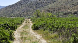 Road in Lilac Field