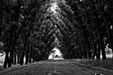 Road with tree tunnel