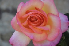 Rózsaszín virágos nyitott cserje tüskés
