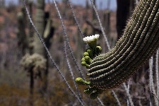 Saguaro Kaktus Blume