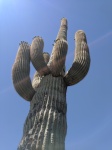 Kaktus Saguaro