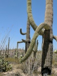 Saguaros cactus