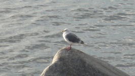 Seagull na skałach
