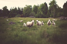 Sheep On Pasture
