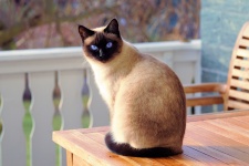 Giapponese siamese