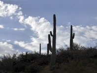 Saguaros silhouetté