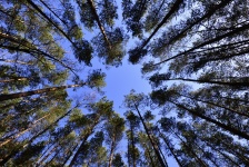 Sky, forest, foliage, green