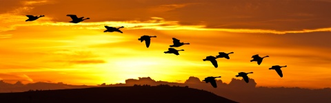 Pájaros del amanecer en vuelo
