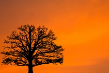 Silueta del árbol de la puesta del sol