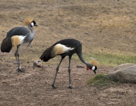 Ptaki Tanzanii