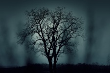Drzewo w nocy