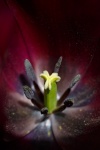 Tulipany słupka