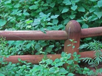 Vegetation och rustikt staket