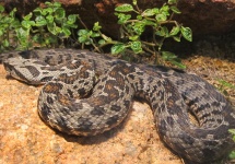 Serpente Venenosa