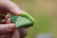 Waved Sphinx Caterpillar on Leaf 2