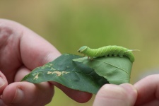 Waved Sphinx Caterpillar on Leaf 4
