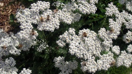 White Flowers and Bees