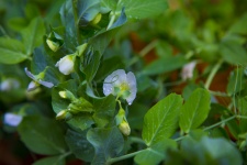 White Flowers On The Young Peas