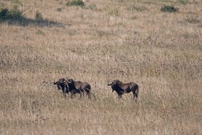 Wildebeest na pastvinách