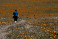 Woman Walking the Poppy Fields