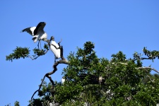 Wood Storks In The Wild