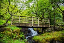 Wooden Bridge In Forest