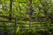 Gard din lemn în pădure