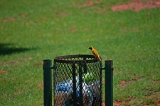 Yellow Finch On Trash Can