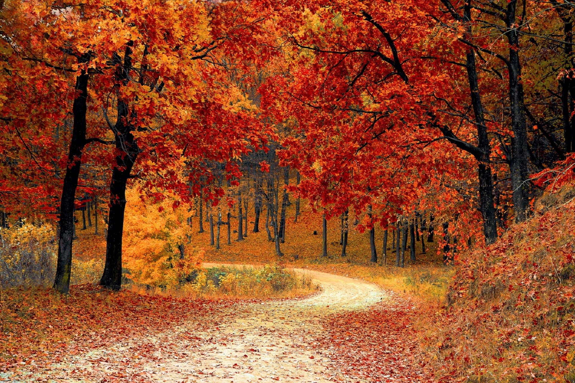 Autumn Colors Free Stock Photo - Public Domain Pictures