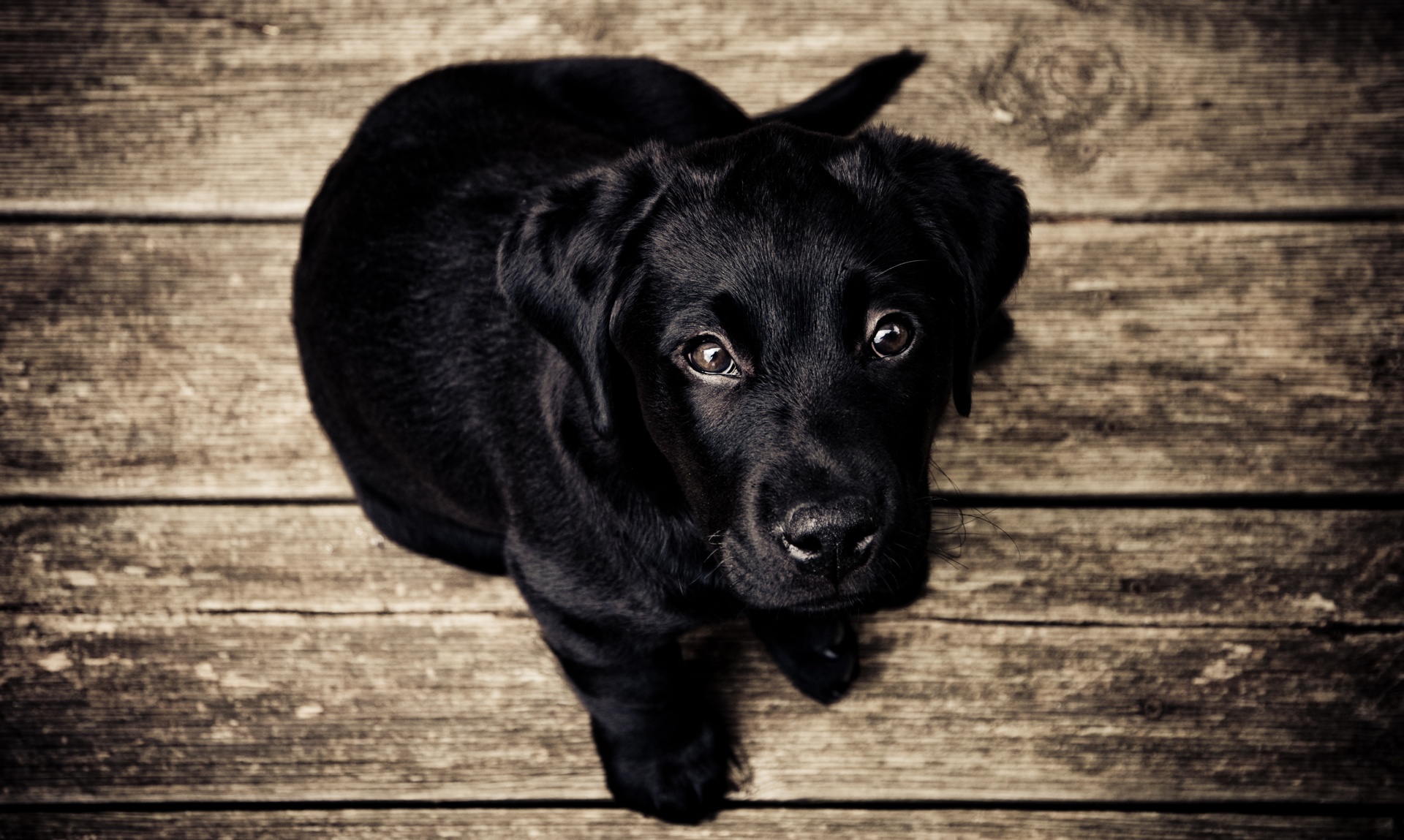 constant loterij Spit Zwarte labrador puppy Gratis Stock Foto - Public Domain Pictures