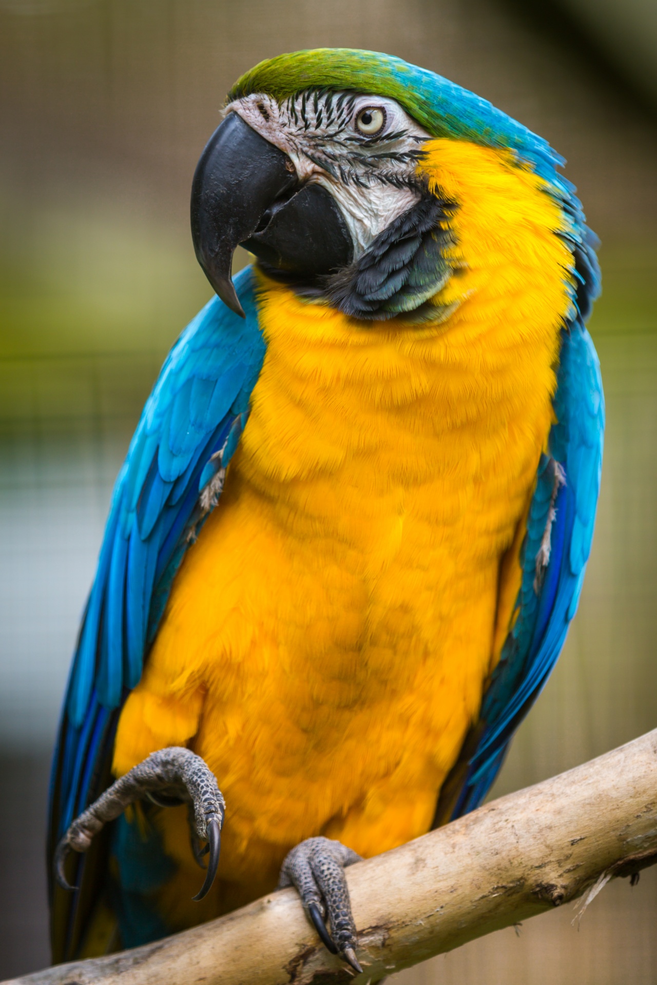 蓝色和黄色金刚鹦鹉免费图片 Public Domain Pictures