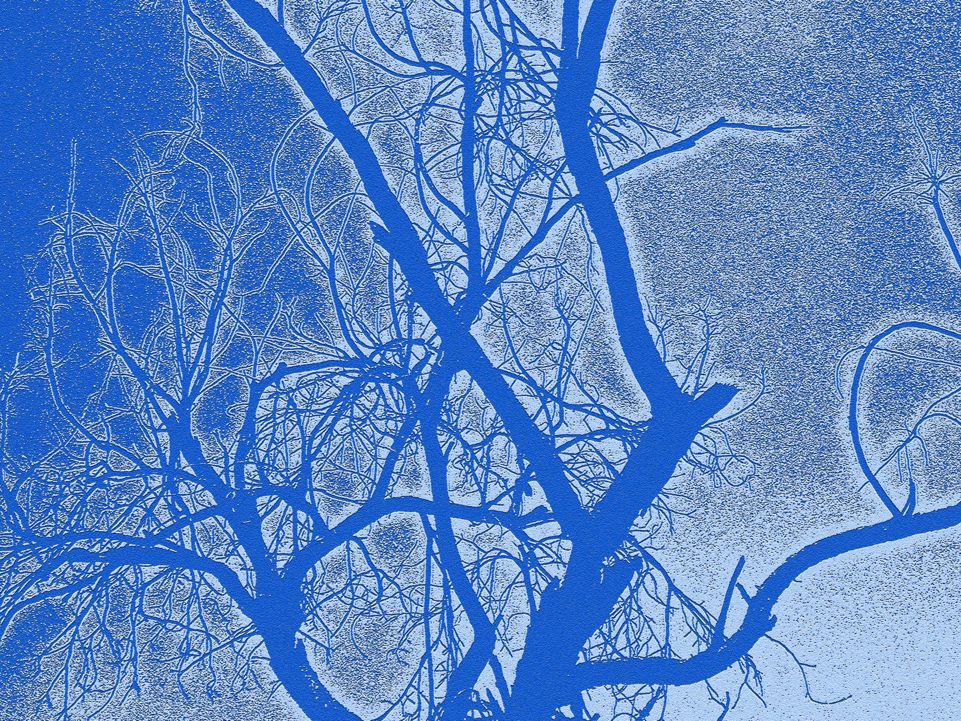 Silhueta árvore azul