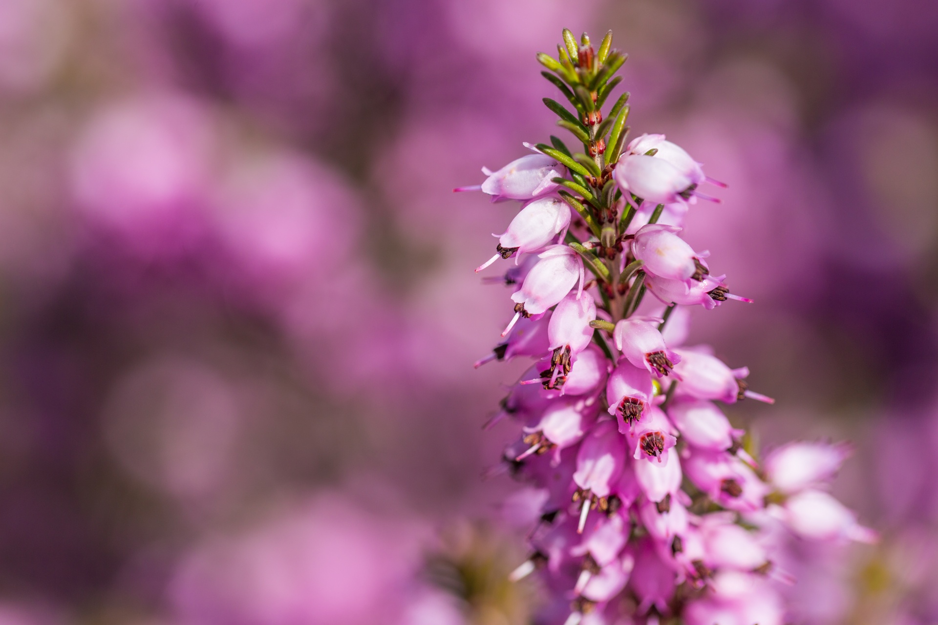 Heather Flowers Free Stock Photo - Public Domain Pictures