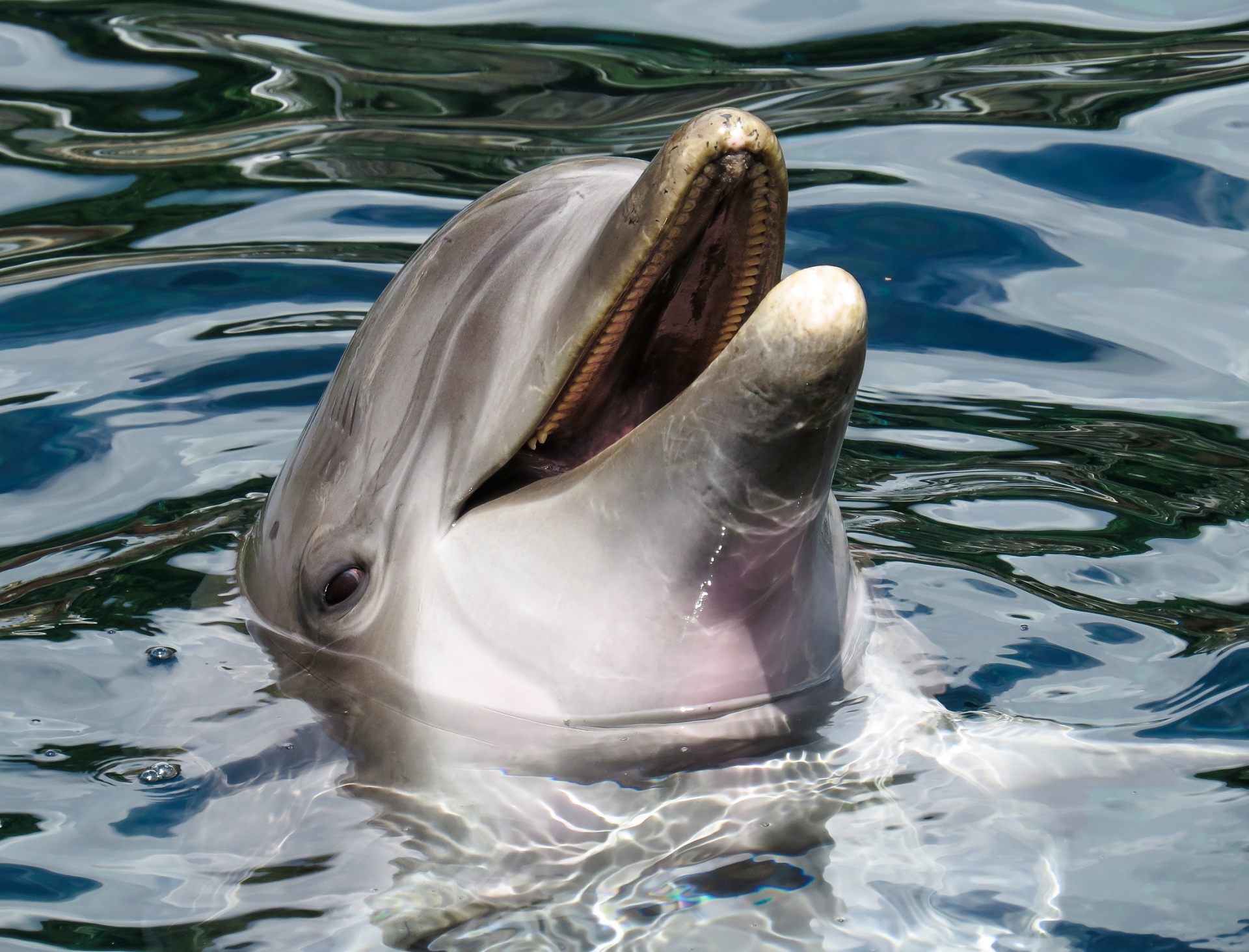 海豚写真_动物_太平洋科技
