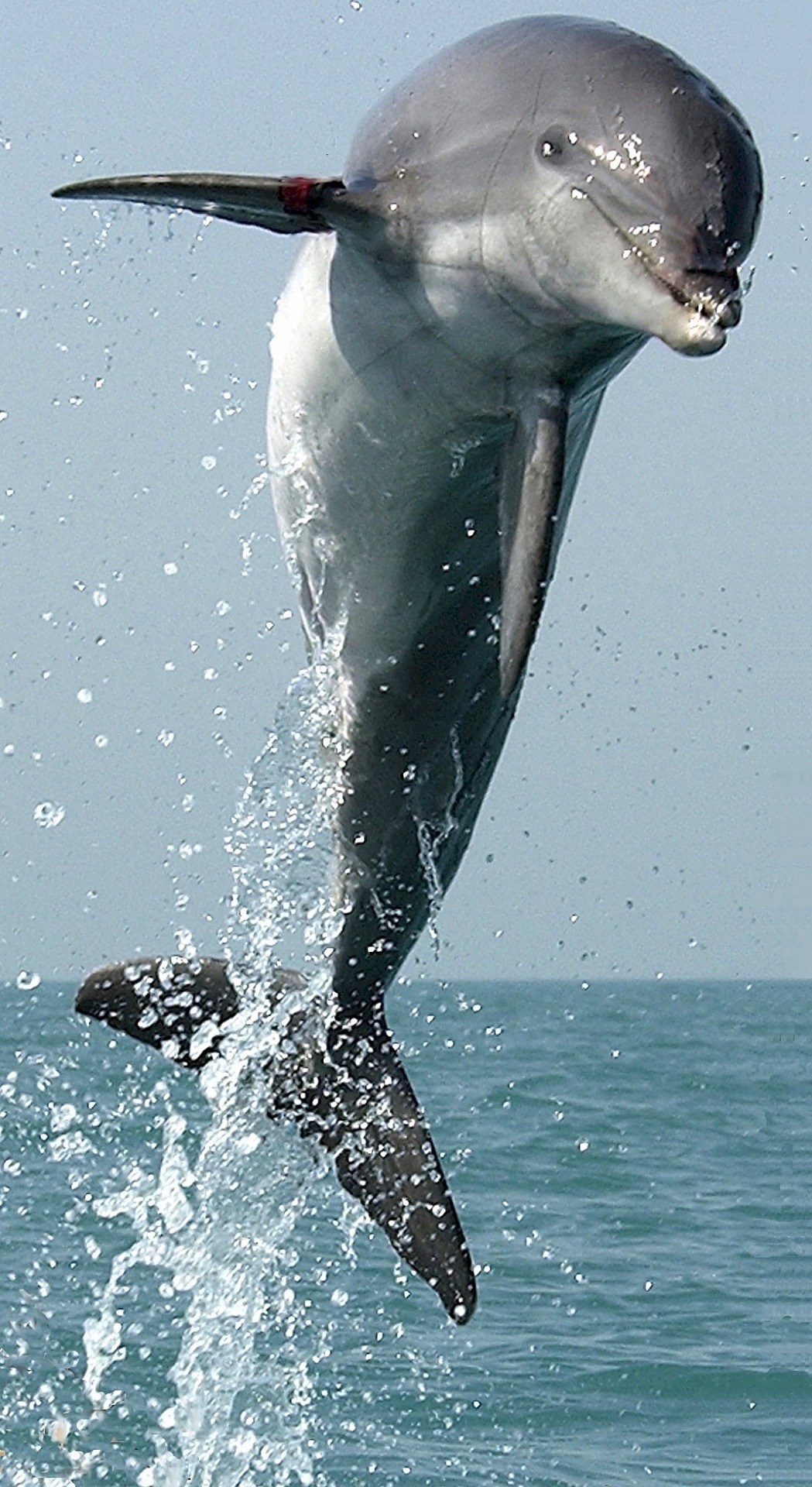 dolphin-free-stock-photo-public-domain-pictures