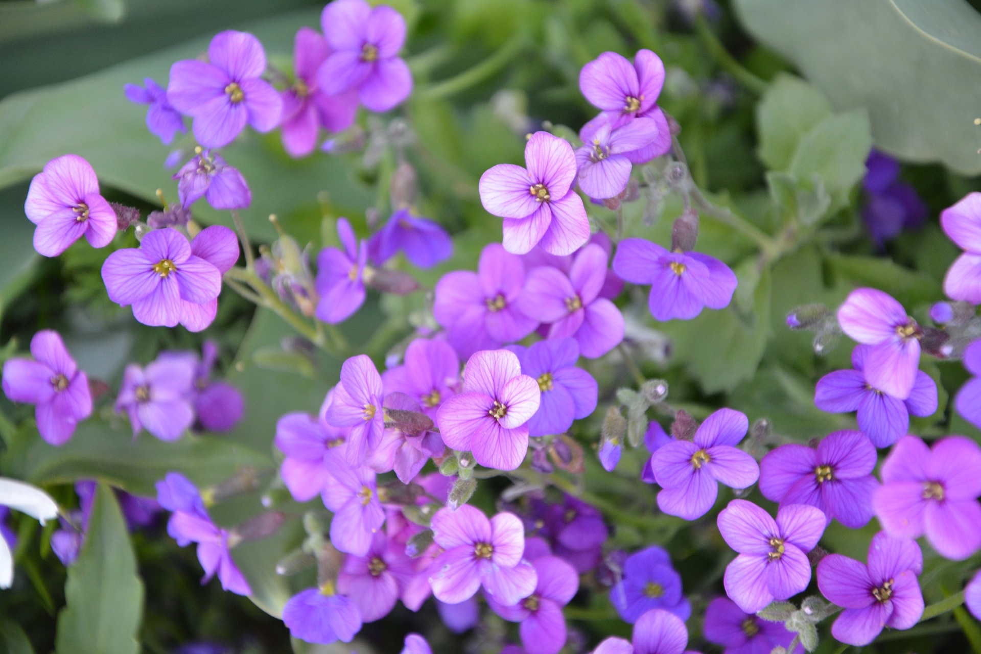 Purple Flowers Free Stock Photo - Public Domain Pictures