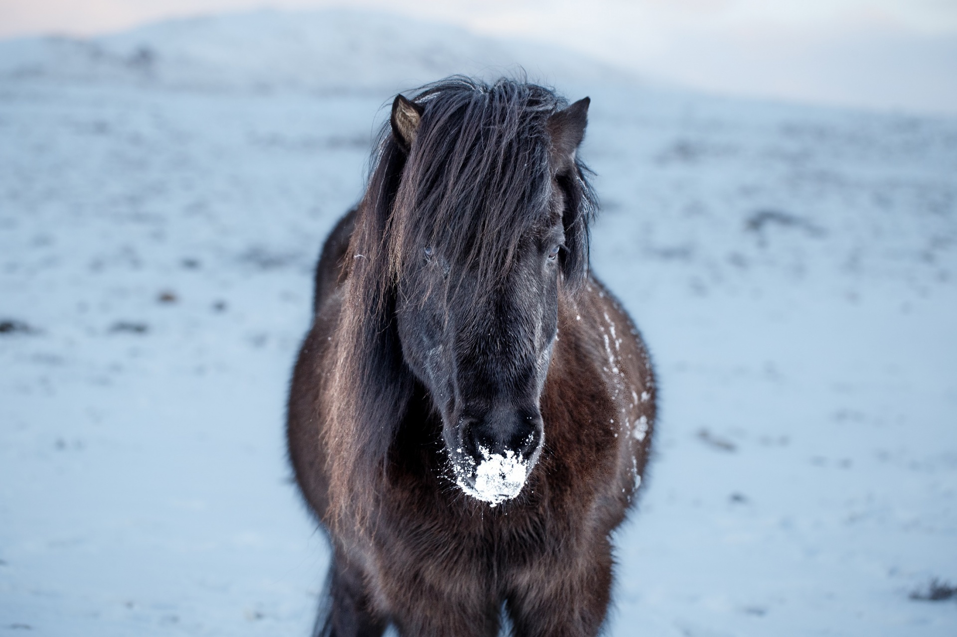アイスランドの馬 無料画像 Public Domain Pictures