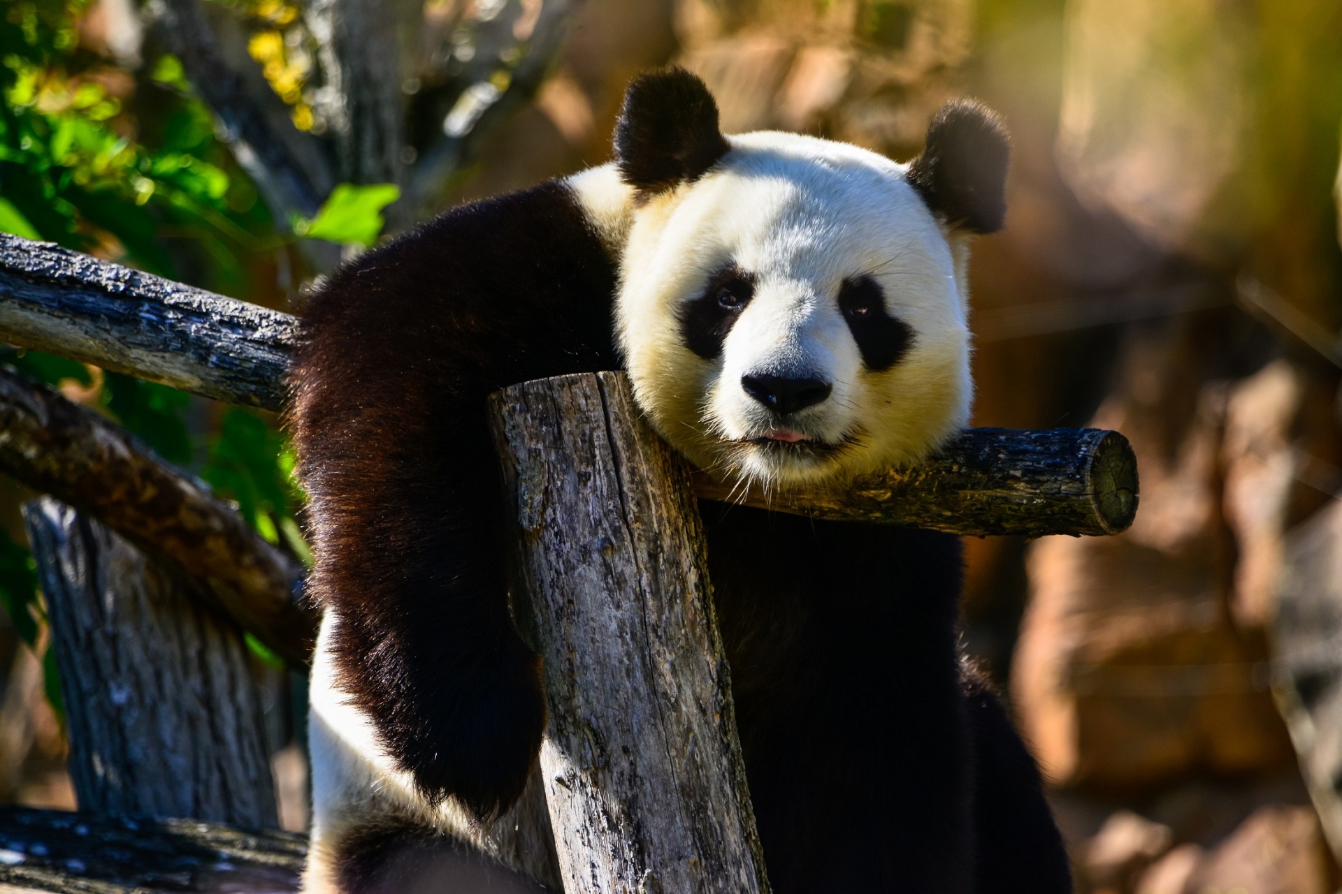 panda-bear-free-stock-photo-public-domain-pictures