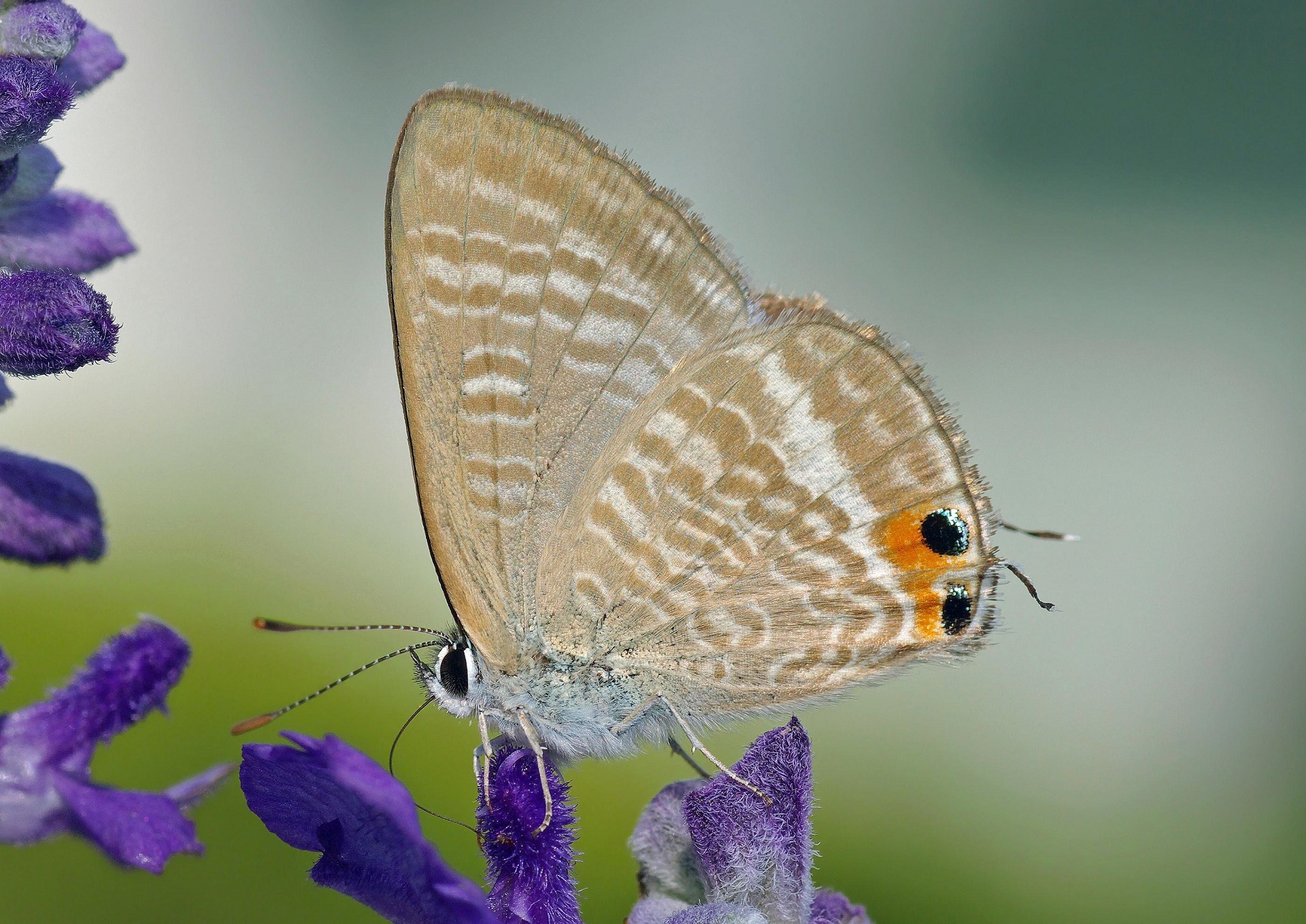 Peablue蝴蝶