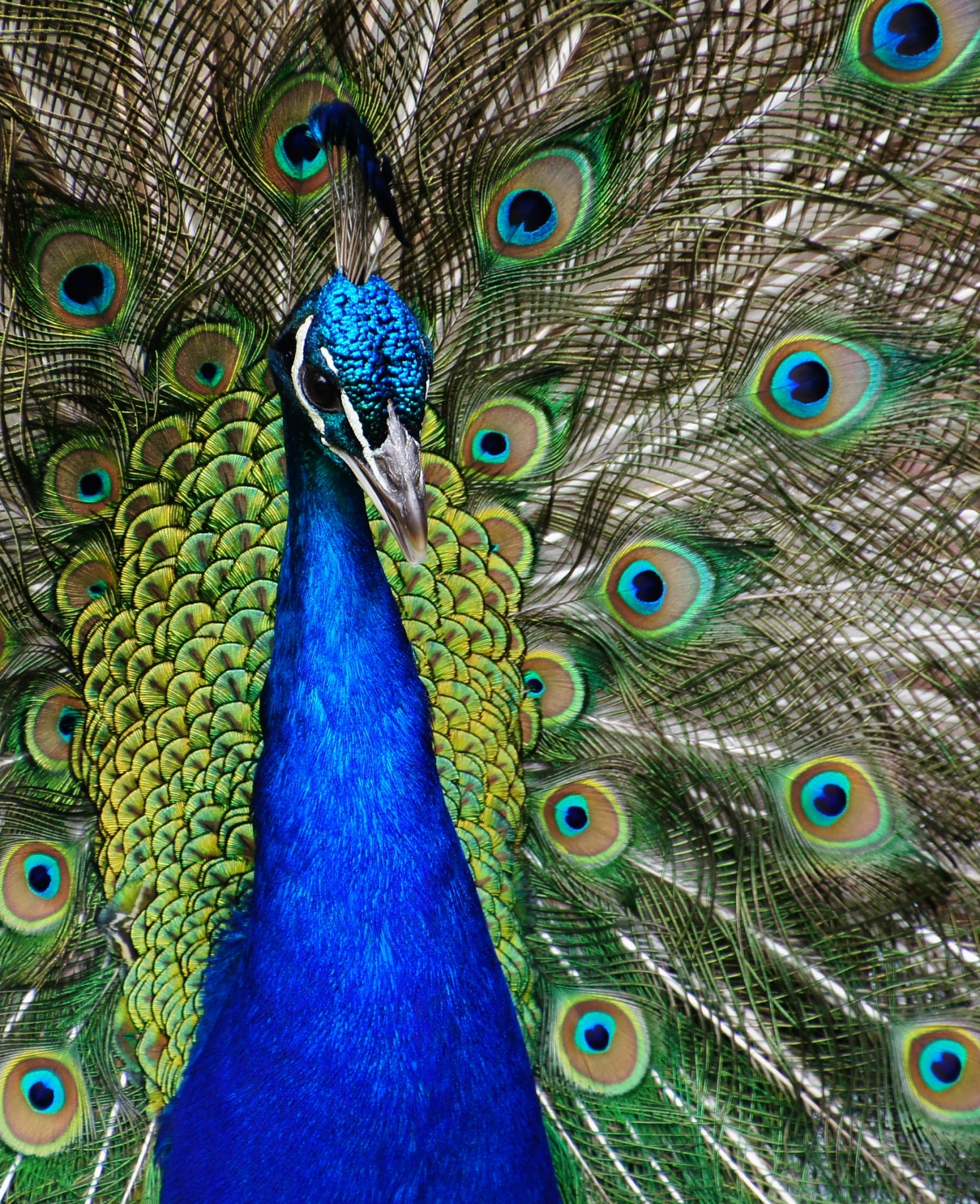 Peacock Free Stock Photo Public Domain Pictures
