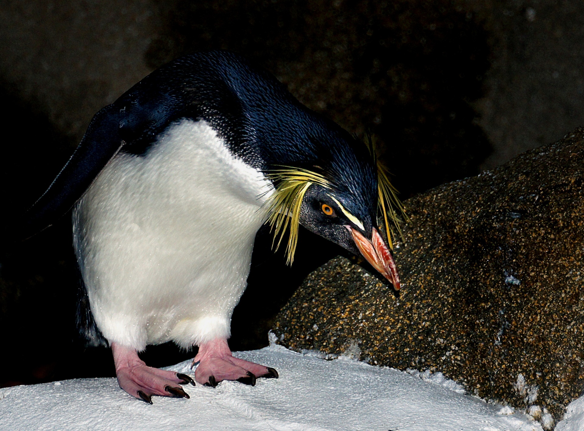 ペンギン 無料画像 Public Domain Pictures